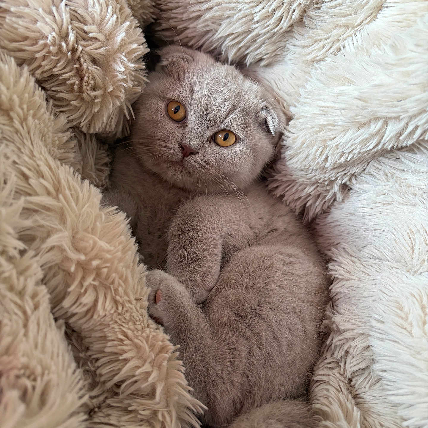 Nila