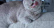 Nila participe au concours pour gagner de l'argent avec cette photo : amber_eyes, cat, couch, fluffy, folded_ears, funny, furniture, gray_cat, home, indoor, living_room, lounging, open_mouth, portrait, refrigerator, short_hair, smiling, sofa, television, tongue_out