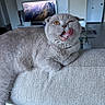 amber_eyes, cat, couch, fluffy, folded_ears, funny, furniture, gray_cat, home, indoor, living_room, lounging, open_mouth, portrait, refrigerator, short_hair, smiling, sofa, television, tongue_out
