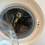 Nila a rejoint le concours — aidez-le/la à gagner de superbes lots ! animal, appliance, cat, furry, glass, gray_cat, household, humorous, indoor, laundry_room, looking_at_camera, metal_drum, open_door, pet, photography, portrait, round_face, sitting, washing_machine, yellow_eyes