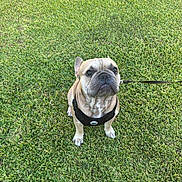 Stitch joined the competition — help win amazing prizes! alert, animal, canine, companion, cute, daylight, dog, french_bulldog, grass, green, harness, leash, mammal, nature, obedient, outdoor, pet, portrait, sitting, small_dog