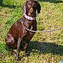 dog, brown_dog, collar, leash, grass, outdoor, sunlight, pet, animal, sitting, field, canine, ears, alert, muzzle, shadow, human_leg, shoe, nature, daylight