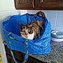 cat, calico_cat, blue_bag, shopping_bag, kitchen_counter, wooden_cabinets, tile_wall, bowl, curious, pet, indoor, domestic_animal, feline, fur, ears, tail, eyes, household_item, container, countertop