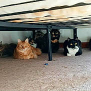 My Babies is registered to the contest to win money with this photo: cat, cats, under_bed, carpet, indoor, feline, pets, resting, curious, multi_cat, bed_frame, fur, animal, domestic, group, laying, whiskers, ears, eyes, quiet