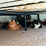 cat, cats, under_bed, carpet, indoor, feline, pets, resting, curious, multi_cat, bed_frame, fur, animal, domestic, group, laying, whiskers, ears, eyes, quiet