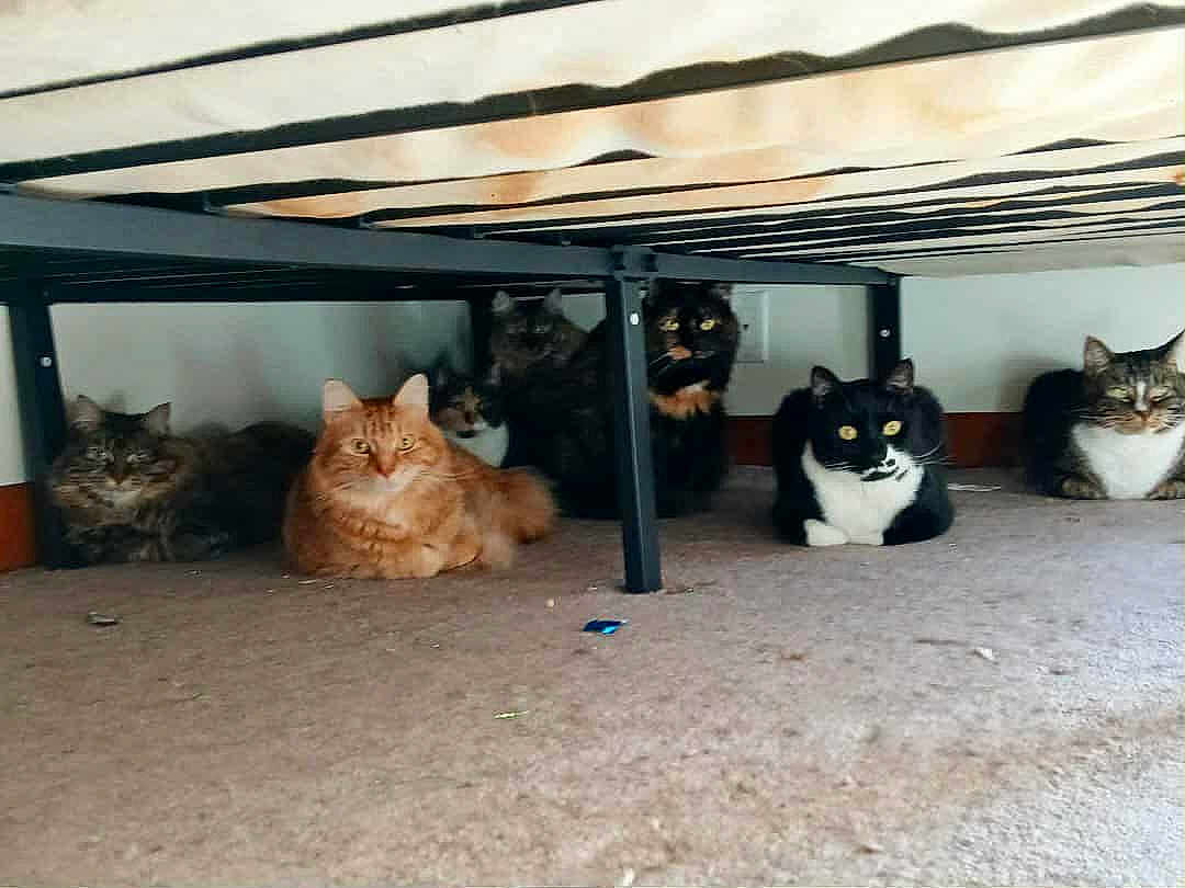 My Babies