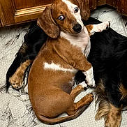 Miss Chloe is registered to the contest to win money with this photo: dog, dachshund, puppy, brown, black, white, floor, marble_pattern, cute, pet, animal, snuggling, indoors, wooden_cabinet, fur, paw, lying_down, companion, curious, cozy