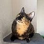 Clémentine a rejoint le concours — aidez-le/la à gagner de superbes lots ! cat, tortoiseshell_cat, pet, indoor, feline, cat_tree, yellow_eyes, whiskers, curious, perched, fur, animal, mammal, domestic_cat, looking_up, gray, white_wall, soft_light, close_up, portrait