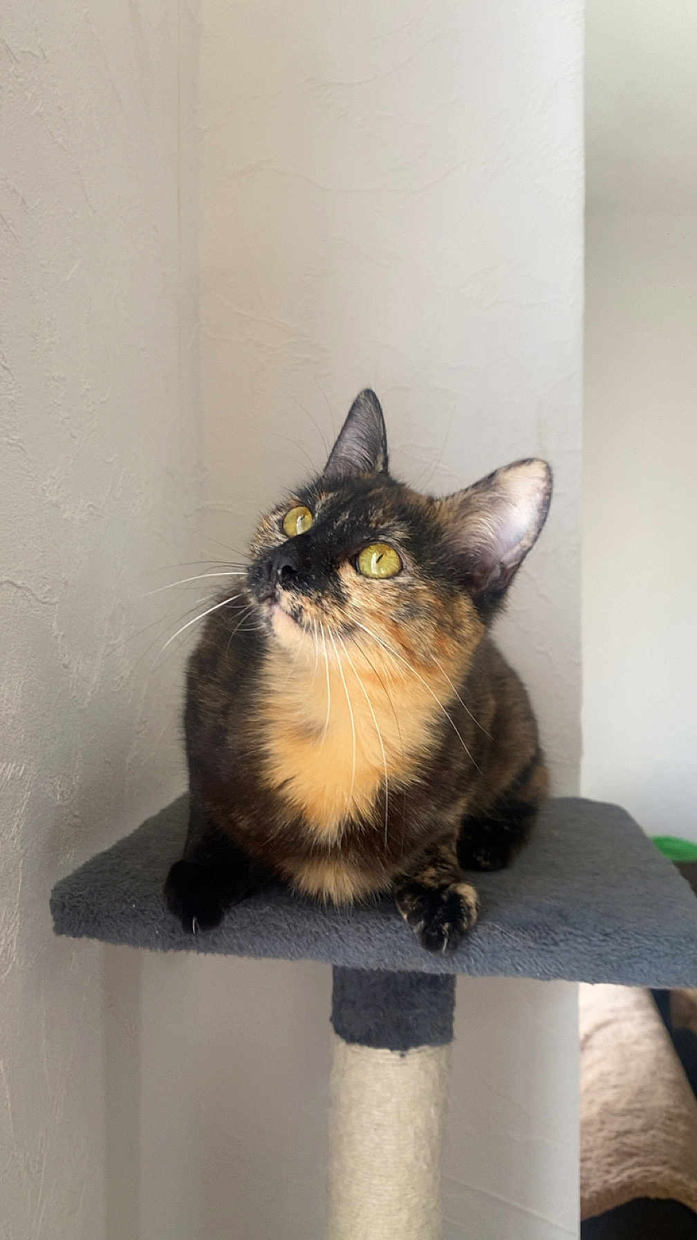 Clémentine a rejoint le concours — aidez-le/la à gagner de superbes lots ! cat, tortoiseshell_cat, pet, indoor, feline, cat_tree, yellow_eyes, whiskers, curious, perched, fur, animal, mammal, domestic_cat, looking_up, gray, white_wall, soft_light, close_up, portrait