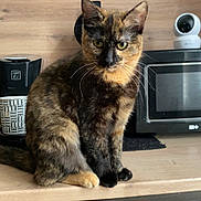Clémentine participe au concours pour gagner de l'argent avec cette photo : cat, tortoiseshell, kitchen, counter, coffee_maker, microwave, washing_machine, appliance, indoor, pet, animal, fur, whiskers, sitting, curious, household, domestic, feline, tabby, portrait