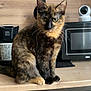 cat, tortoiseshell, kitchen, counter, coffee_maker, microwave, washing_machine, appliance, indoor, pet, animal, fur, whiskers, sitting, curious, household, domestic, feline, tabby, portrait