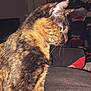 Clémentine a rejoint le concours — aidez-le/la à gagner de superbes lots ! cat, tortoiseshell, indoor, pet, animal, fur, sitting, profile, whiskers, ears, alert, domestic, feline, clutter, fabric, couch, dim_light, flash, side_view, household