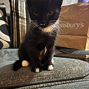 D.va joined the competition — help win amazing prizes! kitten, cat, black_and_white, feline, pet, whiskers, paws, couch, furniture, indoor, home, curious, sitting, closeup, soft_fur, domestic_animal, striped_cushion, paper_bag, background, cozy