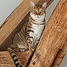 Winnie a rejoint le concours — aidez-le/la à gagner de superbes lots ! animal, architecture, cat, cozy, ears, funny, green_eyes, indoor, looking_at_camera, pet, portrait, rustic, sitting, striped_fur, striped_tail, tabby_cat, vertical_photo, whiskers, wood, wooden_beams