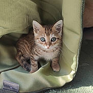 Winnie participe au concours pour gagner de l'argent avec cette photo : animal, blanket, blue_eyes, carpet, cat, cozy, cute, ears, face, fur, green_blanket, indoor, kitten, pet, portrait, sitting, striped_fur, sunlight, textile, whiskers