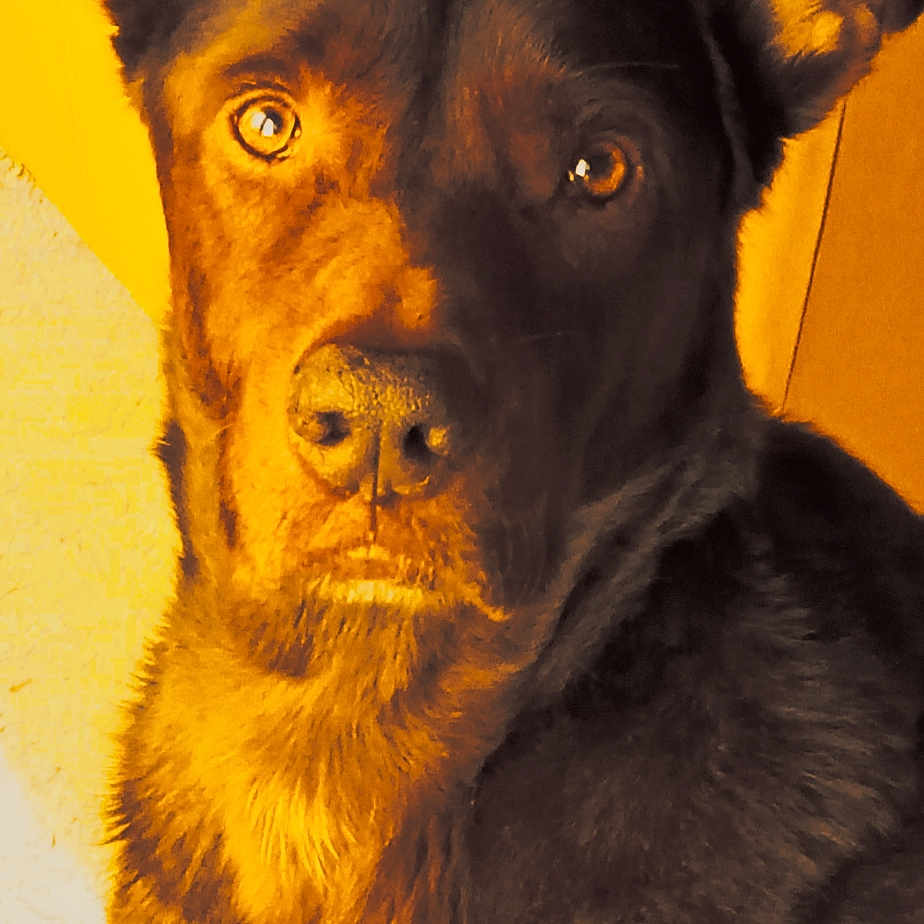 Caramel participe au concours pour gagner de l'argent avec cette photo : animal, brown_fur, canine, close_up, companion, dog, domestic_animal, ears, expression, eyes, face, fur, indoor, looking, muzzle, nose, pet, portrait, warm_light, yellow_background