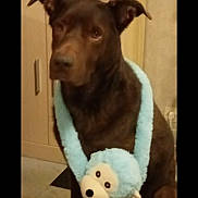 Caramel participe au concours pour gagner de l'argent avec cette photo : animal, blue_toy, brown_dog, cabinet, canine, dog, ears, eyes, floor, fur, furry, indoor, monkey_toy, nose, pet, pet_accessory, plush_toy, sitting, stuffed_animal, toy_around_neck