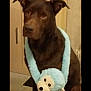 animal, blue_toy, brown_dog, cabinet, canine, dog, ears, eyes, floor, fur, furry, indoor, monkey_toy, nose, pet, pet_accessory, plush_toy, sitting, stuffed_animal, toy_around_neck