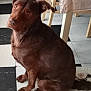 Caramel participe au concours pour gagner de l'argent avec cette photo : animal, brown_dog, canine, chair, cozy, curious, dog, domestic_animal, floor, floor_tiles, four_legs, fur, head_tilt, home, indoor, looking_up, pet, sitting, table, tiled_floor