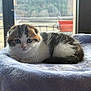 Qinoa a rejoint le concours — aidez-le/la à gagner de superbes lots ! kitten, cat, animal, pet, feline, cute, fluffy, tabby, white, resting, indoors, blanket, soft, window, natural_light, young, small, domestic_animal, portrait, cozy