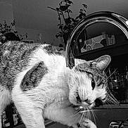 Berlioz participe au concours pour gagner de l'argent avec cette photo : cat, faucet, sink, water, paw, kitchen, indoor, black_and_white, pet, animal, curious, playful, drinking, whiskers, fur, close_up, houseplant, countertop, domestic, reflection