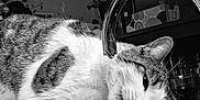 Berlioz participe au concours pour gagner de l'argent avec cette photo : animal, black_and_white, cat, close_up, countertop, curious, domestic, drinking, faucet, fur, houseplant, indoor, kitchen, paw, pet, playful, reflection, sink, water, whiskers