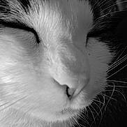 Berlioz participe au concours pour gagner de l'argent avec cette photo : animal, black_and_white, cat, close_up, closed_eyes, cute, domestic_cat, face, feline, fur, macro, mammal, nose, peaceful, pet, portrait, quiet, sleeping, soft_texture, whiskers
