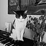 Berlioz participe au concours pour gagner de l'argent avec cette photo : cat, keyboard, plant, vase, bag, black_and_white, indoor, pet, music, keys, leafy_plant, table, still_life, calm, sitting, feline, decor, home, close_eyes, quiet