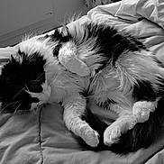 Souchon a rejoint le concours — aidez-le/la à gagner de superbes lots ! cat, black_and_white, fluffy, bed, blanket, sleeping, cute, pet, fur, whiskers, relaxed, cozy, indoor, animal, paw, tail, resting, domestic_cat, feline, soft