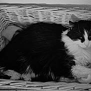 Souchon a rejoint le concours — aidez-le/la à gagner de superbes lots ! animal, basket, black_and_white, cat, closeup, comfort, cozy, cute, domestic_animal, feline, fur, indoor, pet, quiet, relaxed, resting, sleeping_spot, soft, texture, whiskers