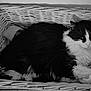 animal, basket, black_and_white, cat, closeup, comfort, cozy, cute, domestic_animal, feline, fur, indoor, pet, quiet, relaxed, resting, sleeping_spot, soft, texture, whiskers