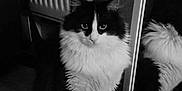 Souchon participe au concours pour gagner de l'argent avec cette photo : cat, black_and_white, fluffy, indoor, mirror, reflection, floor, radiator, pet, animal, feline, curious, sitting, household, domestic, fur, looking, quiet, calm, companion