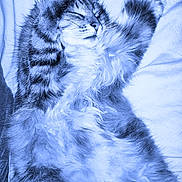 Pestouille participe au concours pour gagner de l'argent avec cette photo : cat, fluffy_cat, sleeping, relaxed, pet, animal, fur, whiskers, close_up, indoor, cozy, resting, tabby, soft, cute, mammal, domestic_animal, feline, peaceful, lying_down