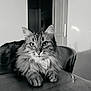 Pestouille participe au concours pour gagner de l'argent avec cette photo : cat, fluffy, table, indoor, monochrome, black_and_white, fur, pet, animal, whiskers, portrait, looking, curious, relaxed, domestic, feline, closeup, chair, background, quiet