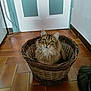 Pestouille a rejoint le concours — aidez-le/la à gagner de superbes lots ! cat, basket, green_eyes, fluffy, indoor, tile_floor, curious, pet, feline, door, wicker, brown, animal, domestic, cute, looking_up, ears, whiskers, home, fur
