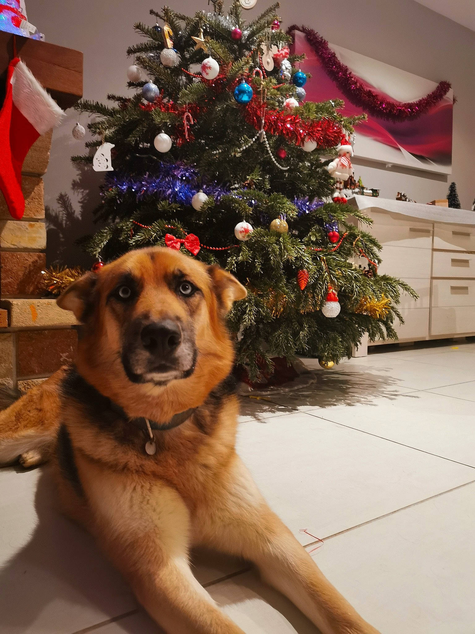 Maze participe au concours pour gagner de l'argent avec cette photo : carnivore, christmas, christmas_decoration, christmas_ornament, christmas_tree, collar, companion_dog, dog, dog_breed, event, fawn, flag, hat, holiday, holiday_ornament, ornament, plant, snout, tree, whiskers