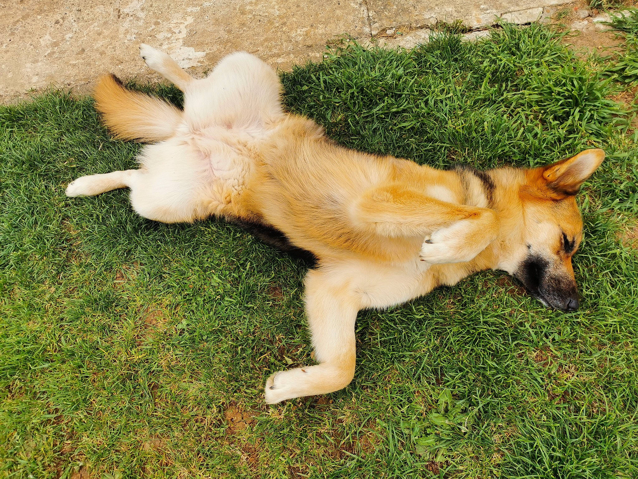 Maze participe au concours pour gagner de l'argent avec cette photo : canidae, carnivore, companion_dog, dog, dog_breed, fawn, fur, grass, paw, plant, puppy, retriever, snout, sporting_group, street_dog, tail, terrestrial_animal, wing, working_animal, working_dog