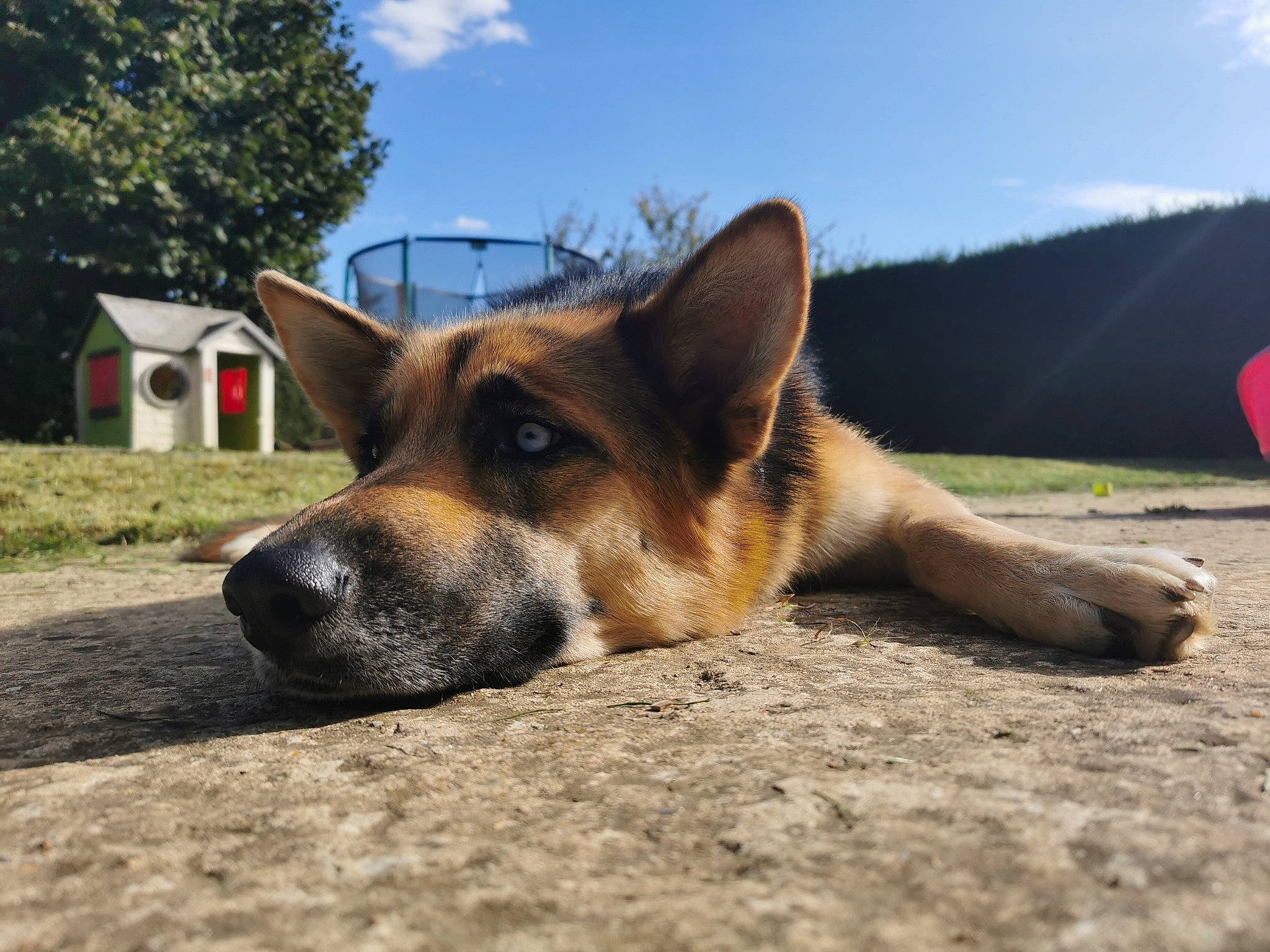 Maze participe au concours pour gagner de l'argent avec cette photo : carnivore, cloud, companion_dog, dog, dog_breed, east_european_shepherd, fawn, foot, fur, german_shepherd_dog, grass, herding_dog, plant, sky, snout, sporting_group, terrestrial_animal, tree, whiskers, window