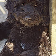 Ellie is registered to the contest to win money with this photo: dog, black_dog, curly_fur, pet, animal, outdoor, sunlight, concrete, wooden_post, relaxed, lying_down, close_up, fur, cute, canine, mammal, daylight, portrait, domestic_animal, companion