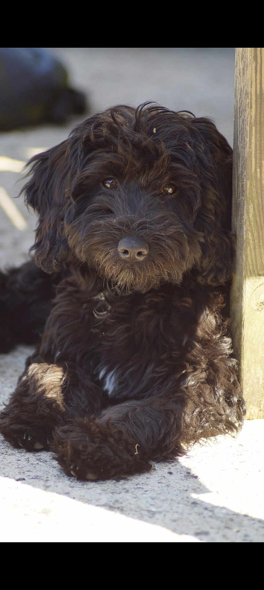 Ellie is registered to the contest to win money with this photo: dog, black_dog, curly_fur, pet, animal, outdoor, sunlight, concrete, wooden_post, relaxed, lying_down, close_up, fur, cute, canine, mammal, daylight, portrait, domestic_animal, companion