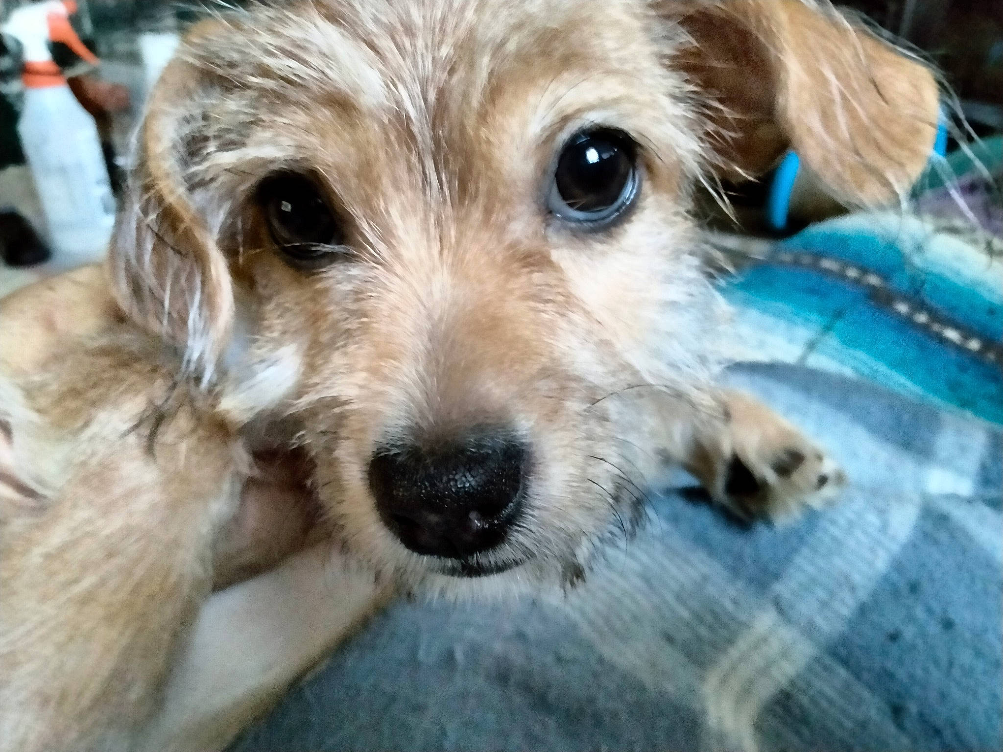 Pablo joined the competition — help win amazing prizes! canidae, carnivore, companion_dog, dog, dog_breed, dog_collar, ear, fur, maltepoo, puppy_love, shih_poo, small_terrier, sporting_group, terrestrial_animal, terrier, toy_dog, whiskers, working_animal