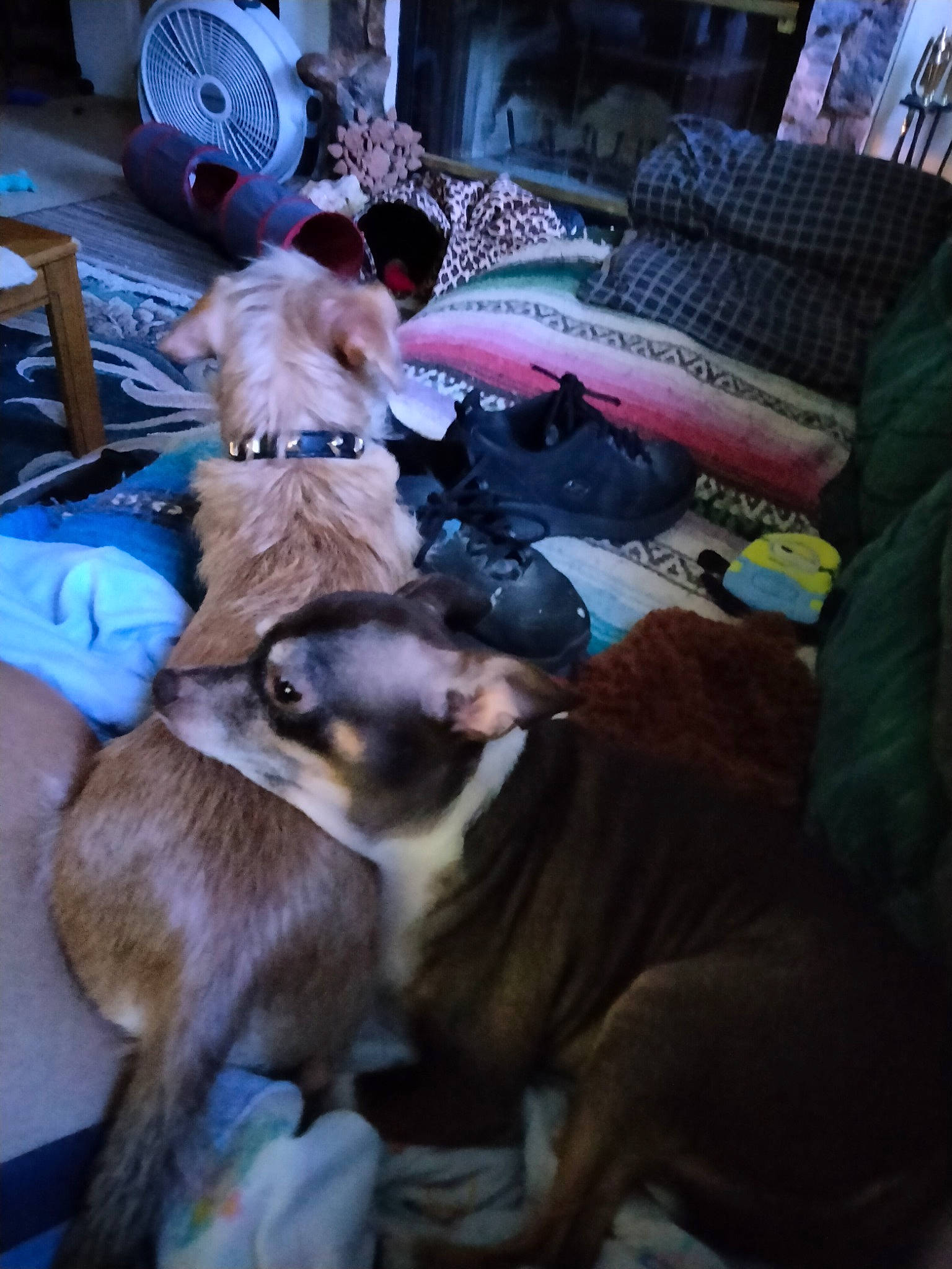 Pablo is registered to the contest to win money with this photo: canidae, carnivore, comfort, companion_dog, dog, dog_breed, fawn, felidae, fur, linens, mechanical_fan, sporting_group, street, toy_dog, working_animal