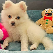 Mia joined the competition — help win amazing prizes! puppy, dog, fluffy, white, cute, stuffed_toy, gingerbread_man, pink_toy, cushion, blue, pet, indoor, animal, young, fur, small, adorable, relaxed, nose, ears
