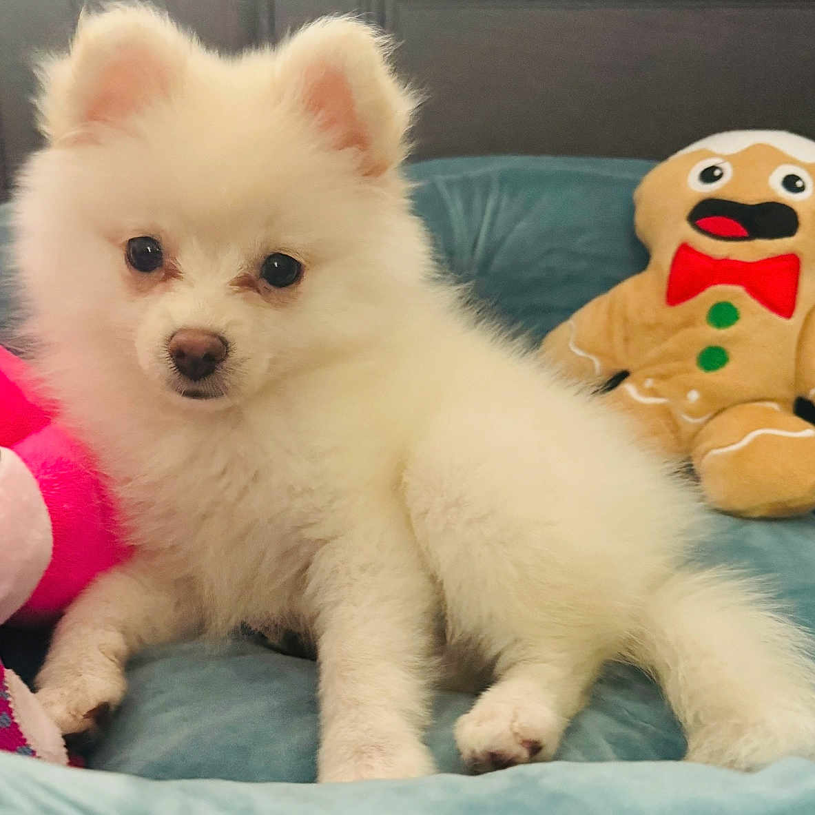 Mia joined the competition — help win amazing prizes! adorable, animal, blue, cushion, cute, dog, ears, fluffy, fur, gingerbread_man, indoor, nose, pet, pink_toy, puppy, relaxed, small, stuffed_toy, white, young