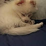 Mia joined the competition — help win amazing prizes! puppy, dog, sleeping, white_fur, fluffy, pet, cute, cozy, indoor, resting, animal, fur, paw, tail, close_up, young, adorable, soft, calm, relaxed