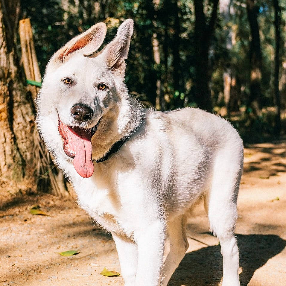 Kemba is registered to the contest to win money with this photo: alaskan_malamute, ancient_dog_breeds, canidae, carnivore, czechoslovakian_wolfdog, dog, dog_breed, east_siberian_laika, kunming_wolfdog, mammal, native_american_indian_dog, northern_inuit_dog, rare_breed_dog, saarloos_wolfdog, seppala_siberian_sleddog, siberian_husky, tamaskan_dog, vertebrate, west_siberian_laika, wolfdog