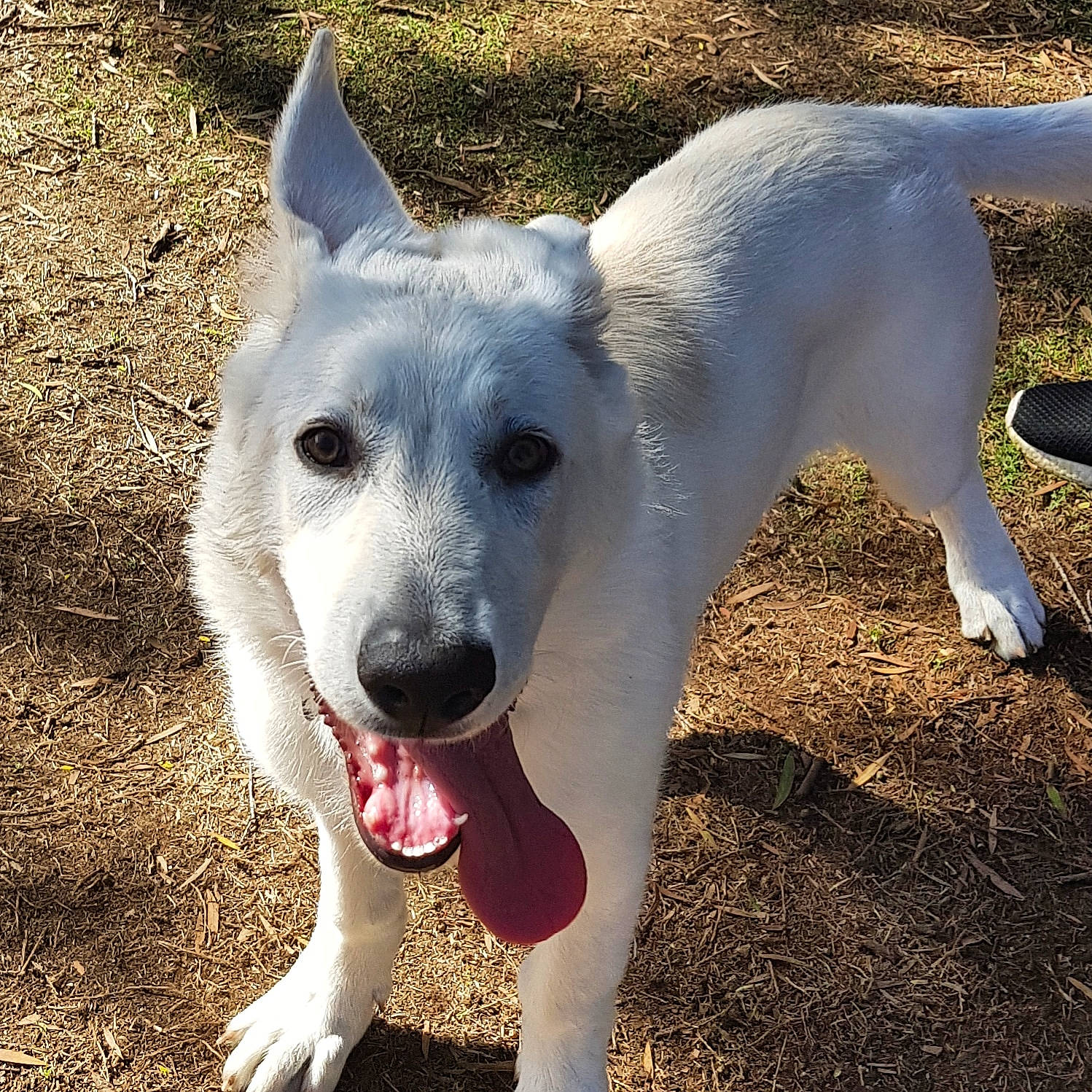 Kemba joined the competition — help win amazing prizes! berger_blanc_suisse, canaan_dog, canidae, carnivore, carolina_dog, dog, dog_breed, korean_jindo_dog, mammal, pungsan_dog, rare_breed_dog, snout, vertebrate, white_shepherd