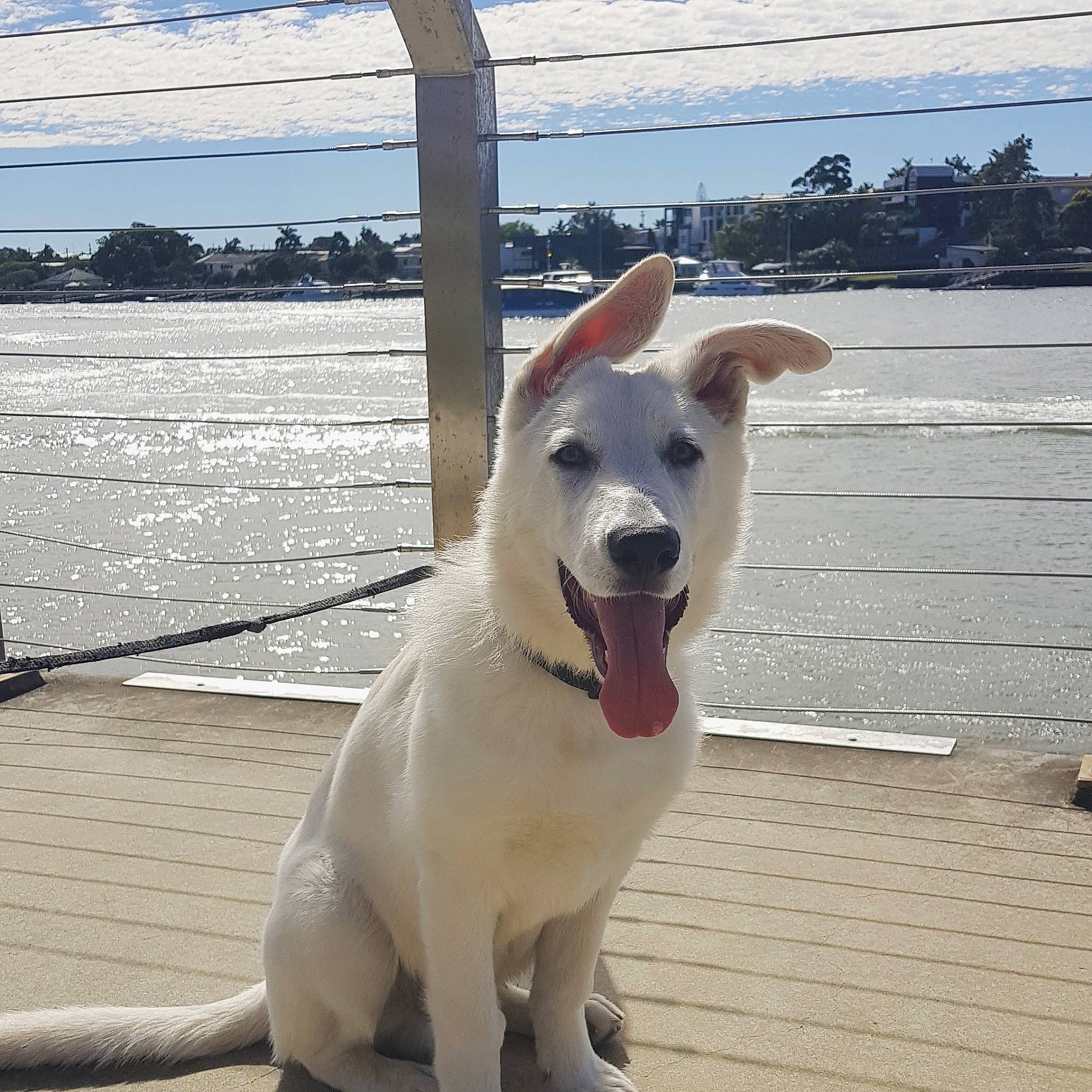 Kemba is registered to the contest to win money with this photo: ancient_dog_breeds, berger_blanc_suisse, canaan_dog, canidae, carnivore, carolina_dog, dog, dog_breed, korean_jindo_dog, labrador_husky, mammal, non_sporting_group, pariah_dog, pungsan_dog, rare_breed_dog, sporting_group, street_dog, vertebrate, white_shepherd, working_dog