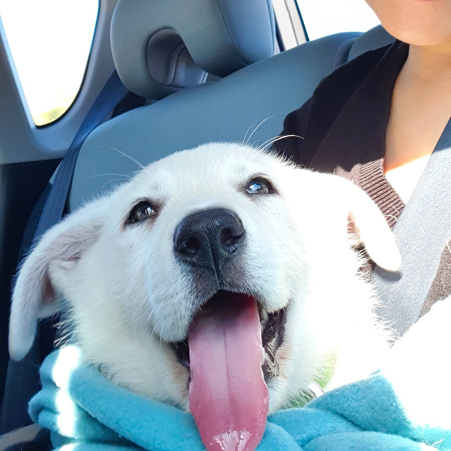 Kemba joined the competition — help win amazing prizes! akbash_dog, berger_blanc_suisse, canidae, carnivore, companion_dog, dog, dog_breed, labrador_retriever, mammal, mouth, non_sporting_group, nose, puppy, puppy_love, rare_breed_dog, retriever, snout, sporting_group, tongue, vertebrate