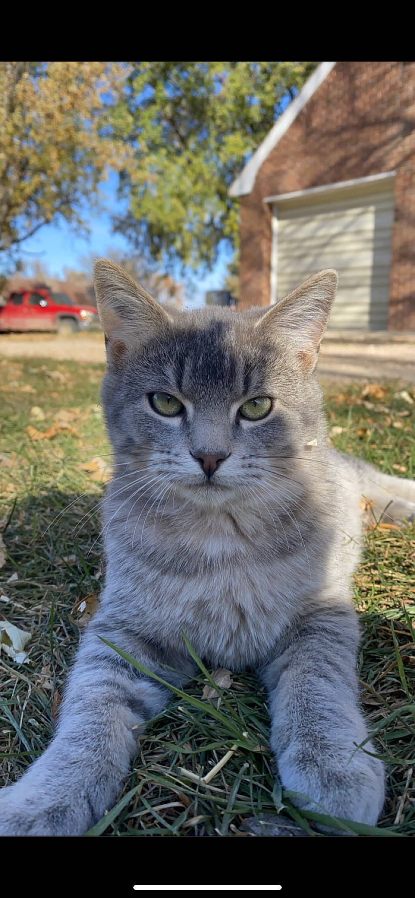 Bentley joined the competition — help win amazing prizes! brickwork, carnivore, cat, domestic_short_haired_cat, eye, fawn, felidae, fur, grass, groundcover, plant, sky, small_to_medium_sized_cats, snout, tail, terrestrial_animal, tree, whiskers, wildlife, window